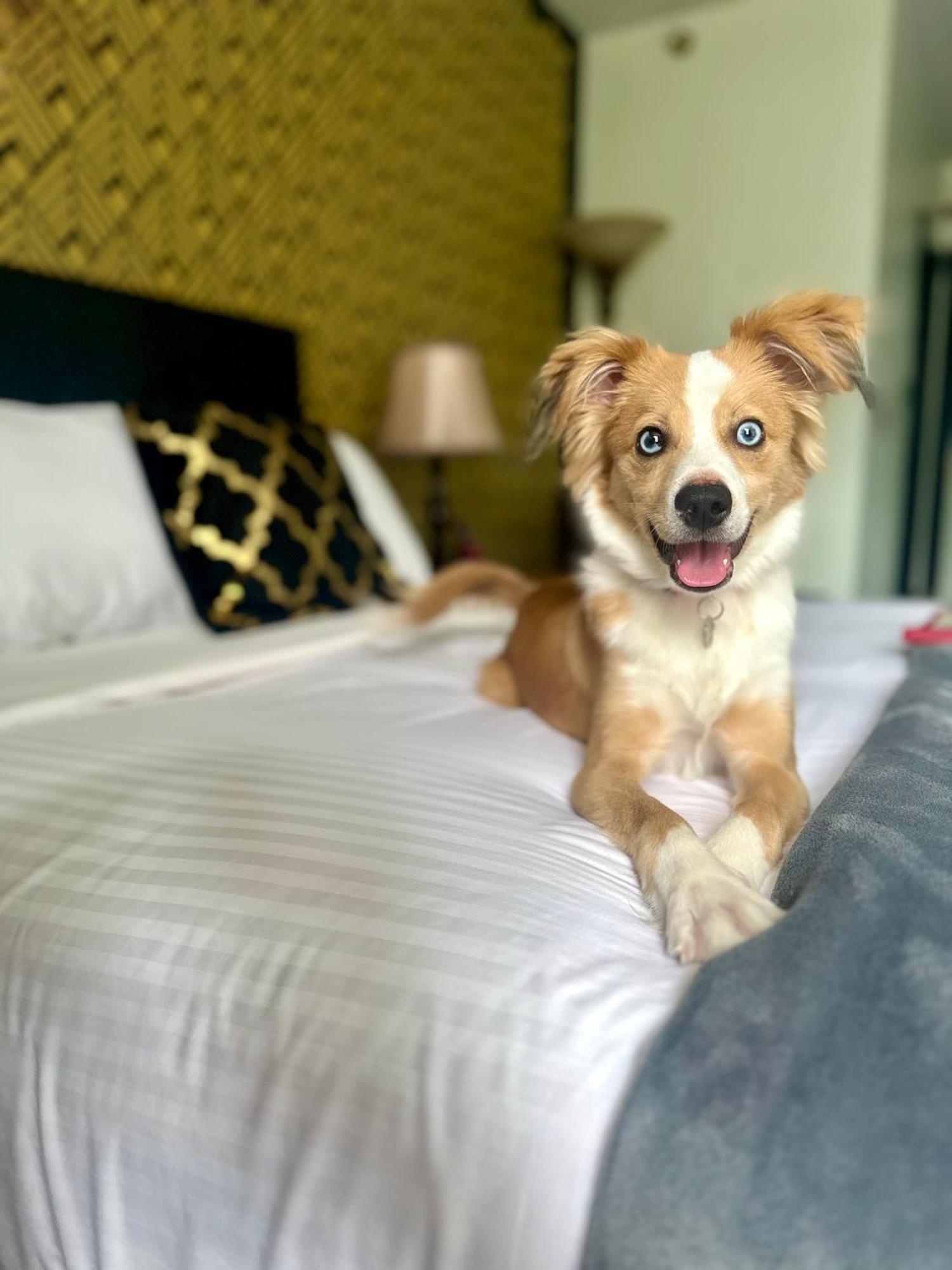 Latchis Hotel ブラトルバラ エクステリア 写真